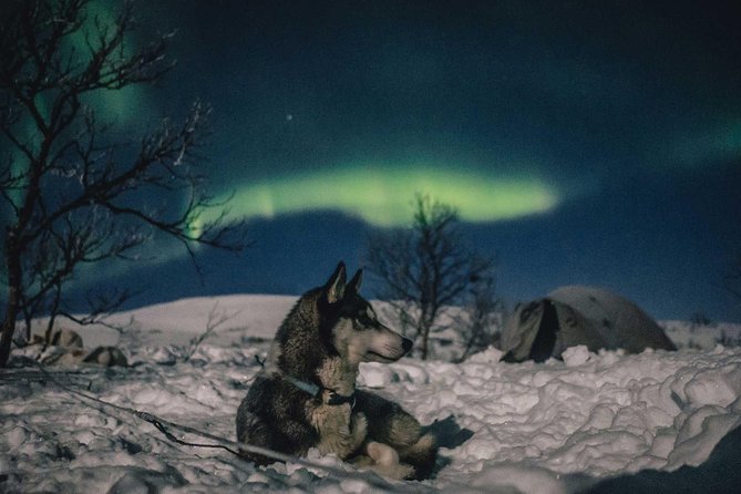 Hunting Northern Lights With Husky - Pricing and Booking Information