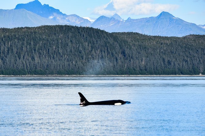 Juneaus Premier Whale Watching - Cancellation Policy and Options