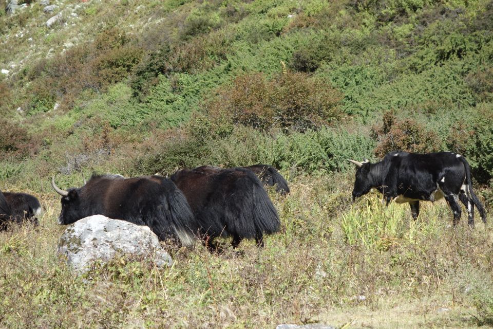 Langtang Valley Trek - Frequently Asked Questions