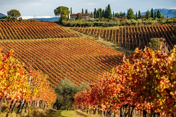 Livorno Shore Excursion: Chianti and Tuscany Countryside Private Wine Tour - Customer Reviews and Ratings