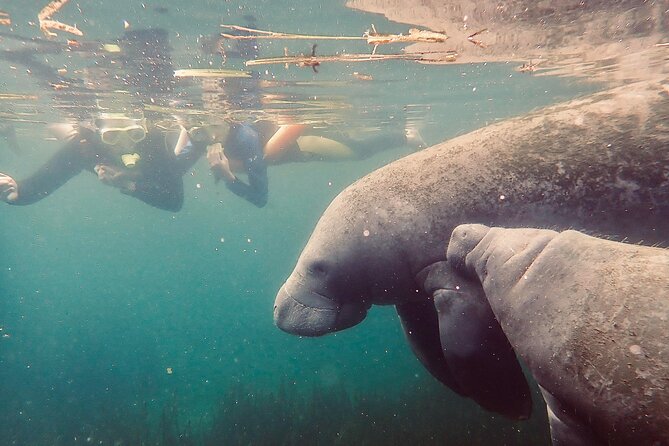 Manatee Snorkel Tour From American Pro Diving Center - Safety Measures and Guidelines