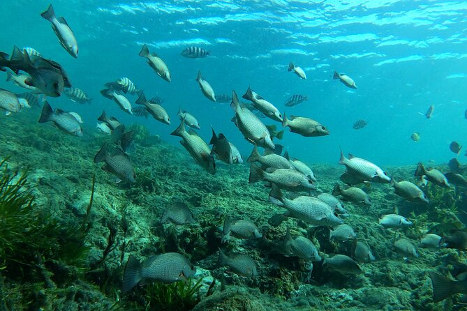 Manatee Snorkeling Crystal River Florida Semi-Private - Best Time to Visit