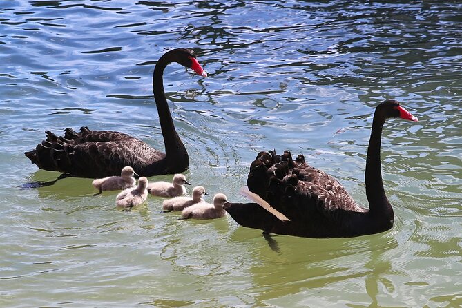 Mandurah Dolphin Cruise and Views - Tips for a Memorable Experience