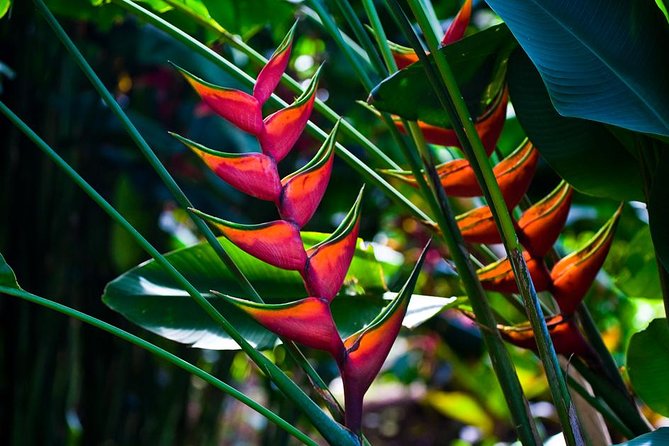 Manoa Waterfall Hike From Waikiki With Healthy Lunch Included - Accessibility and Suitability