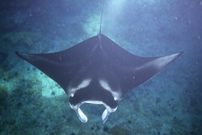 Manta Ray Night Snorkel Tour From Kona - Booking Your Manta Ray Tour