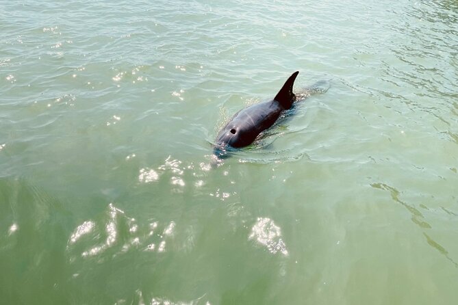 New Smyrna Dolphin and Manatee Kayak and SUP Adventure Tour - Booking and Cancellation Policy