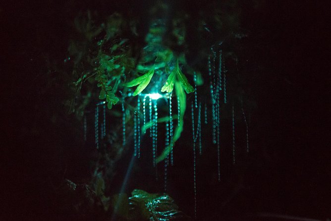 Nocturnal Adventure Glow-Worm Tour - Preparing for Your Adventure