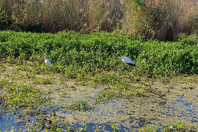 Orlando Manatee and Natural Spring Adventure Tour at Blue Springs - Recommended Timing