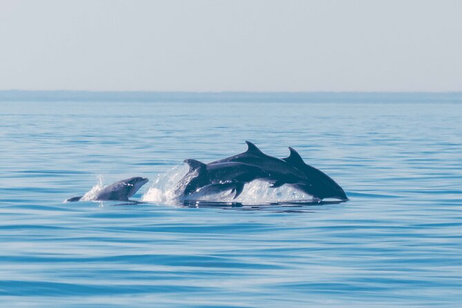 Portimão: 2H30 Guaranteed - Dolphins and Seabirds - Biologist on Board - Constructive Criticism