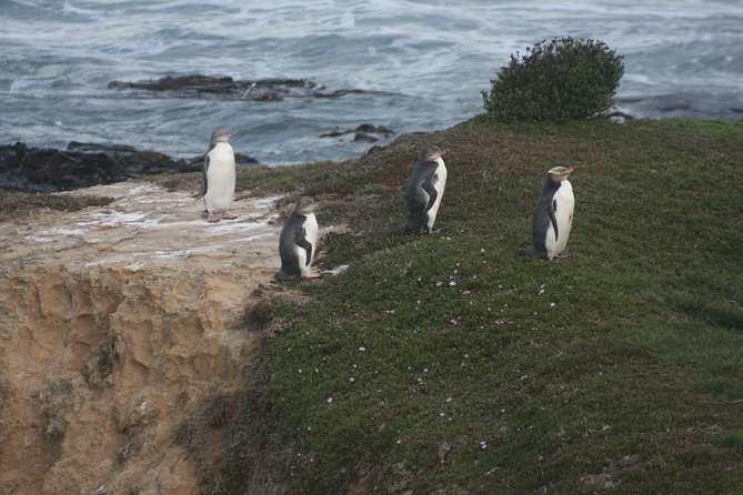 Private Guided Tour of Dunedin City Heritage and Unique Wildlife and Scenery - Recommendations for Tourists