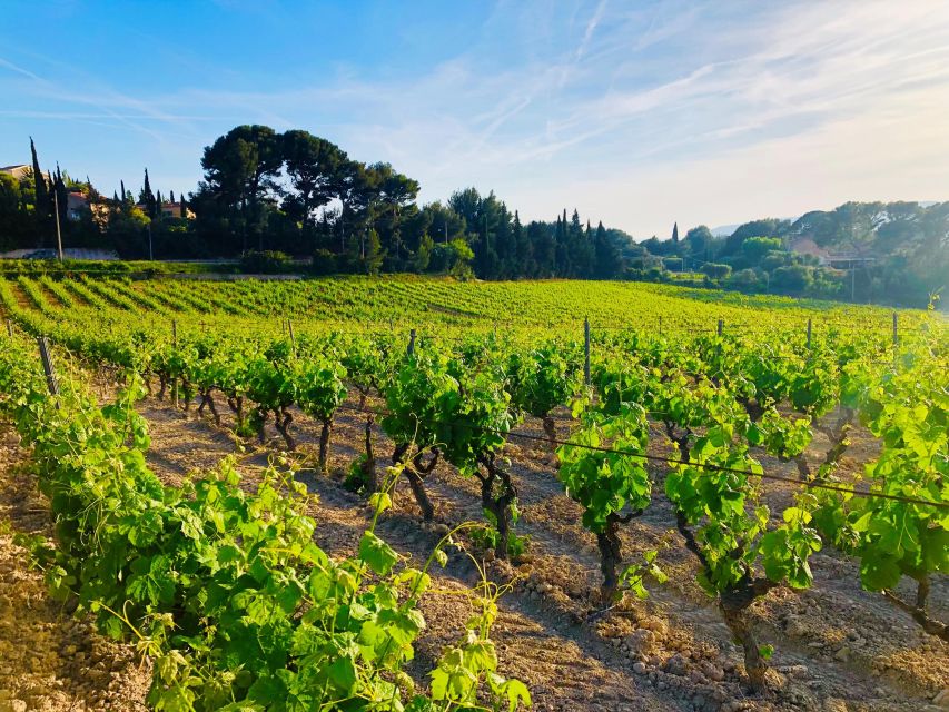 Provence, Vineyards & Lavender Fields Private Day Trip - Customer Reviews and Ratings