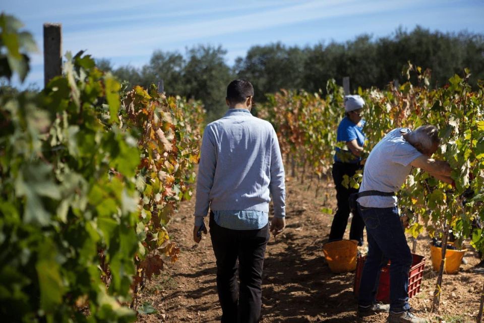 Puglia/Bari: Primitive Wine Tasting in Gioia Del Colle - Local Cuisine Pairings