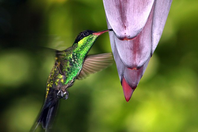 Roundtrip Shuttle Transportation to Rockland Bird Sanctuary From Montego Bay - Tips for a Great Visit