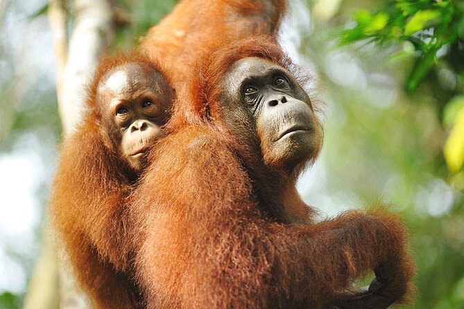 Sarawak Orangutan Semenggoh Wildlife Centre Tour - Tips for a Successful Visit