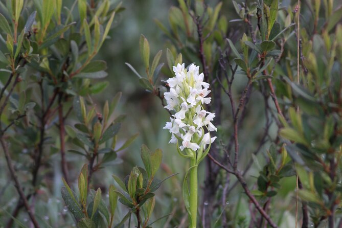 Small-Group New Forest Discovery Walk From Lyndhurst - Additional Tips for Enjoyment