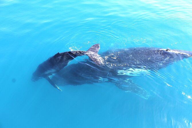 Spirit of Hervey Bay Whale Watching Cruise - Booking Your Whale Watching Adventure