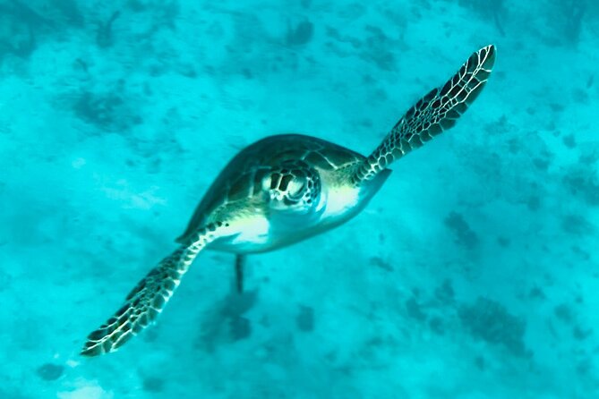 St. John Luxury Catamaran Turtle Snorkel and Cays Full Day - Crew and Service Highlights