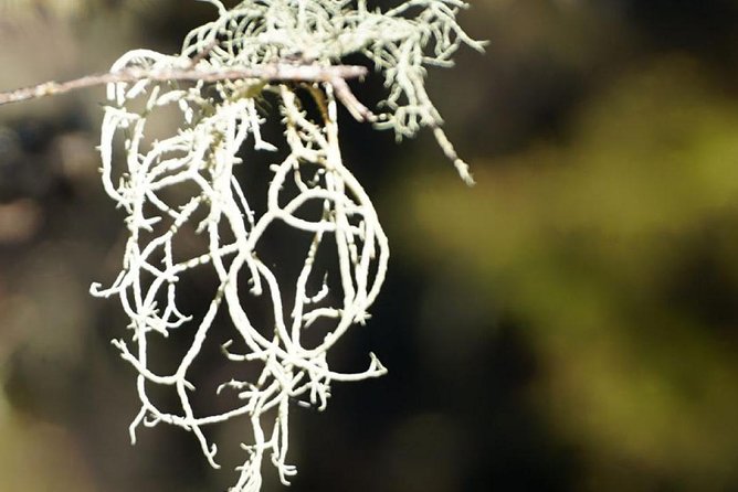 Stevensons Island Cruise and Nature Walk From Wanaka - Tips for an Enjoyable Tour