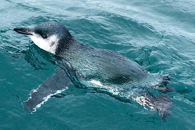 Sunset Evening Kayaking Tour - Kaikoura - Accessibility Features