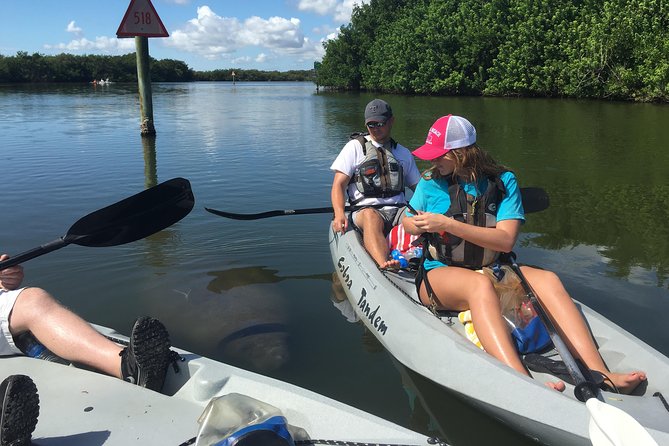 Sunset Tour Mangrove, Dolphins, Manatee #1 Rated in Cocoa Beach - Wildlife Sightings