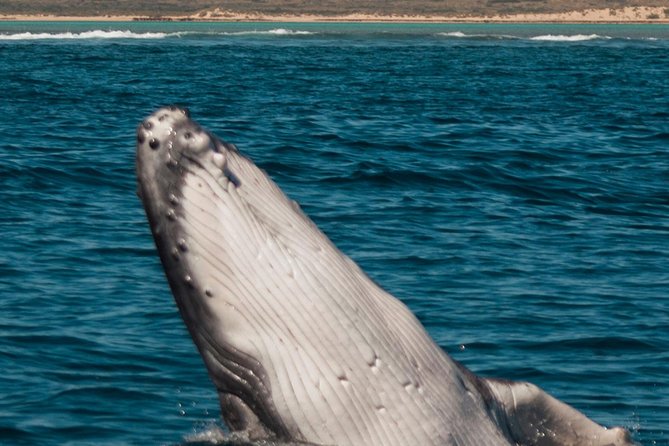 Swim With Whale Sharks- the Largest Fish in the World! - Additional Tour Options