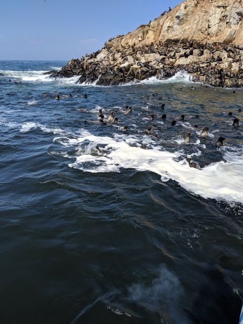 Swimming With Sea Lions in Lima - Recap