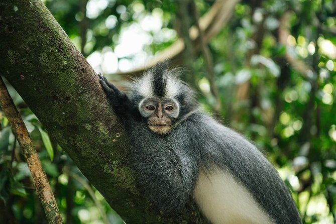 TOUR PACKAGE (Taxi, Room, Jungle Trekking) 3 Days in BUKIT LAWANG - Booking Information and Pricing