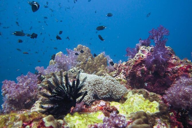 Two Fun Dives With Certified Divers on Phi Phi Island - Tips for a Great Experience