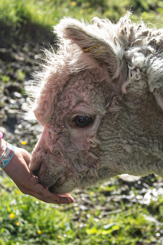 Vik: Hiking Tour With Farm Visit - Farm Visit Experience