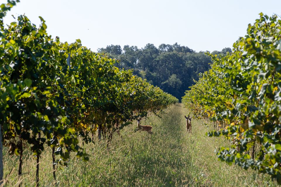 Villa Bogdano 1880: Guided Winery Tour and Tasting - Scenic Views