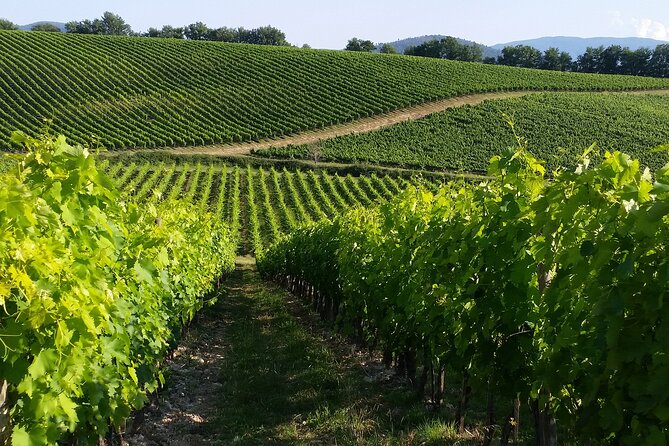 Vineyard Walk & Wine Tasting in Tuscany - Culinary Delights Included