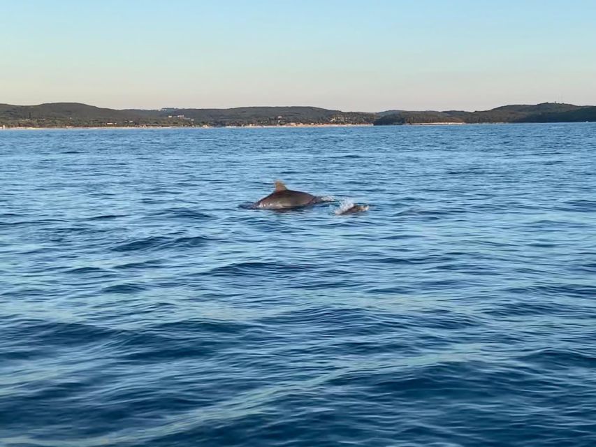 Vrsar: Dolphin Sunrise Adventure With Speedboat - Weather and Cancellations