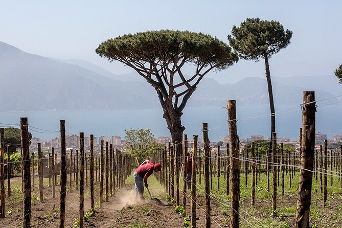 Wine Tasting on the Slopes of Vesuvius From Naples With Lunch - Scenic Views