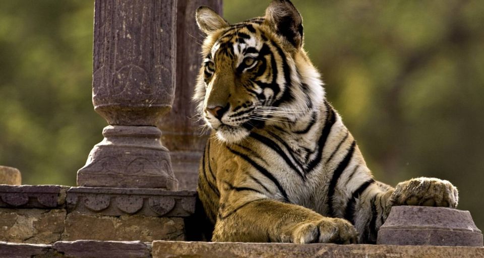 8 Days GOLDEN TRIANGLE WITH RANTHAMBORE WILDLIFE SAFARI - Key Points