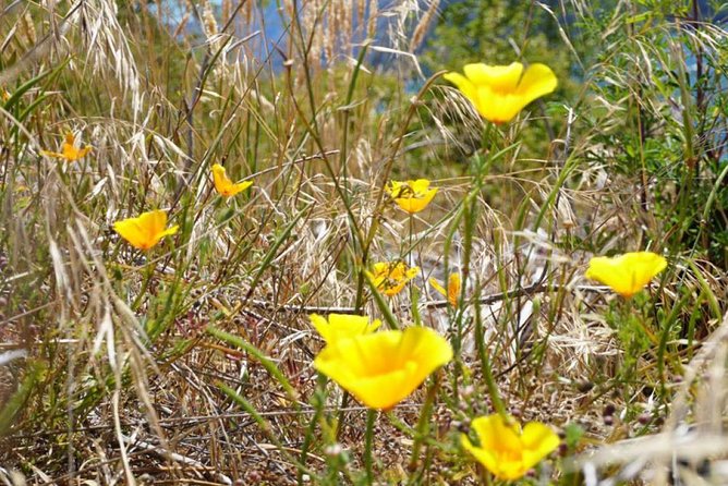 1-Hour Ruby Island Cruise and Walk From Wanaka - Rescheduling and Cancellation Policy