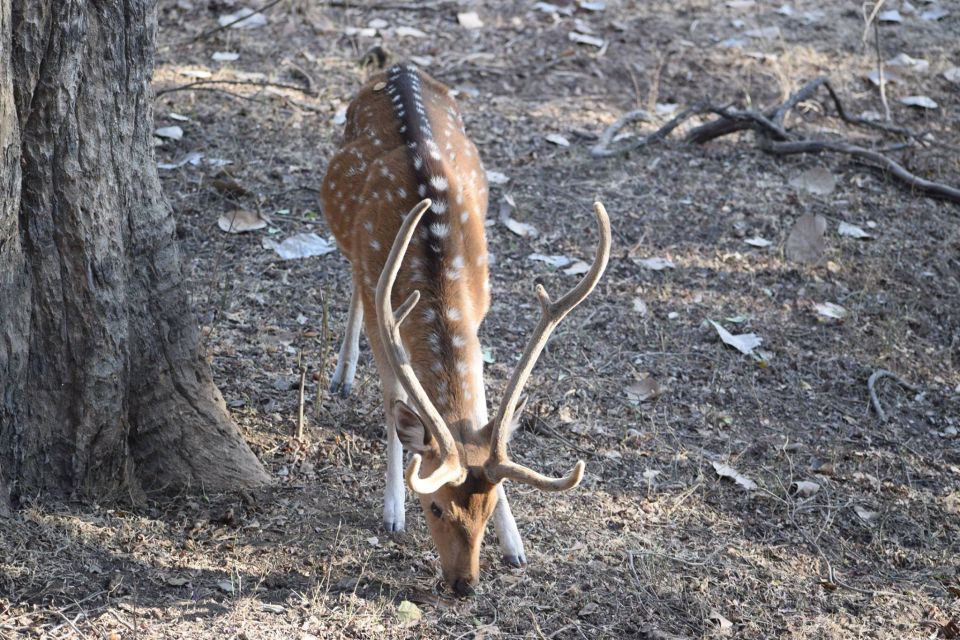 1 Night 2 Days Ranthambhore WildLife Tour From Jaipur - Booking Details