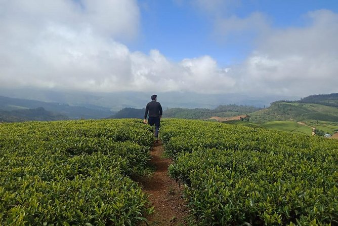 A Day in Nuwara Eliya: Sights & Local Delights - Visitor Experiences and Reviews