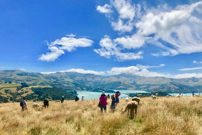 Akaroa Eco-Safari With Alpaca Farm Tour and Wine Tasting - What to Expect