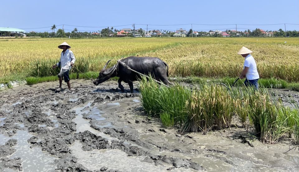 An Incredible Hoi an - Water Buffalo Riding & Cooking Class - Booking and Participant Information