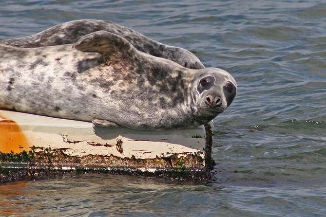 Blackness Castle Cruise - Wildlife Sighting Opportunities