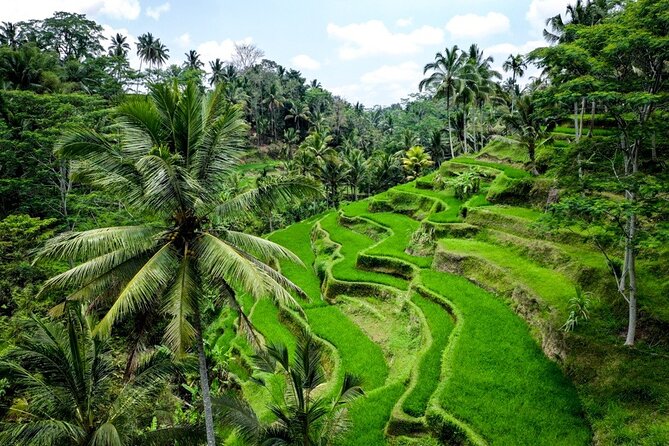 Central Bali Tour: Ubud Village, Kintamani Volcano, and Waterfall - Tegalalang Rice Terrace and Waterfall