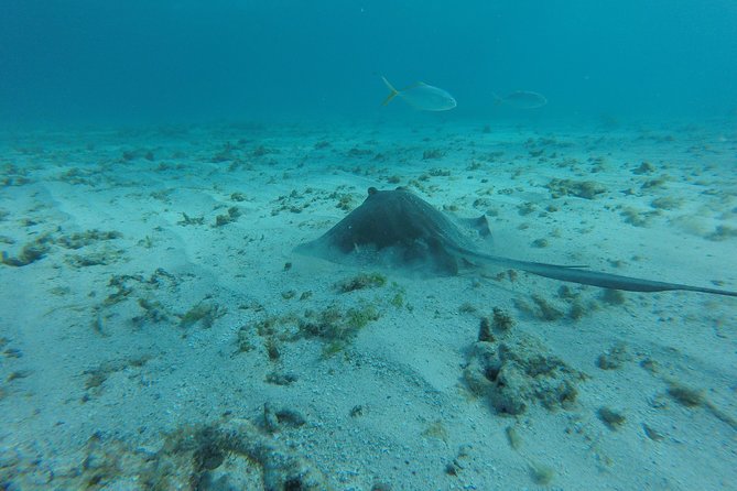 Coastline Snorkel and BBQ - Tips for a Great Day Out