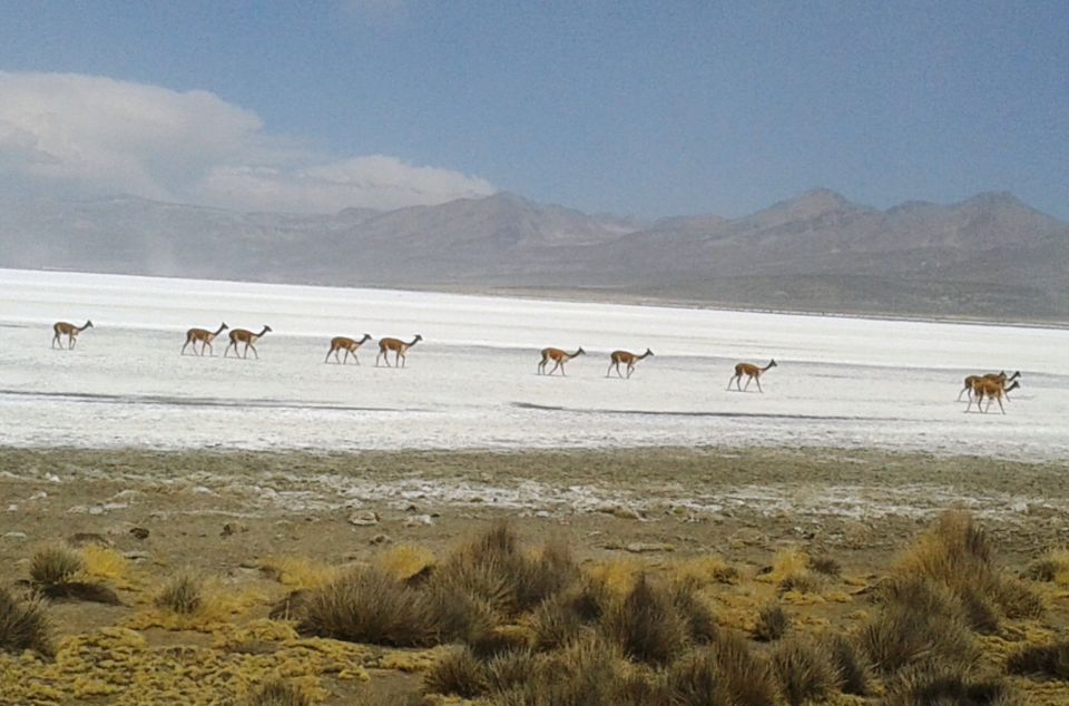 From Arequipa: Salinas Lagoon Full-Day Trip With Hot Springs - Booking Information