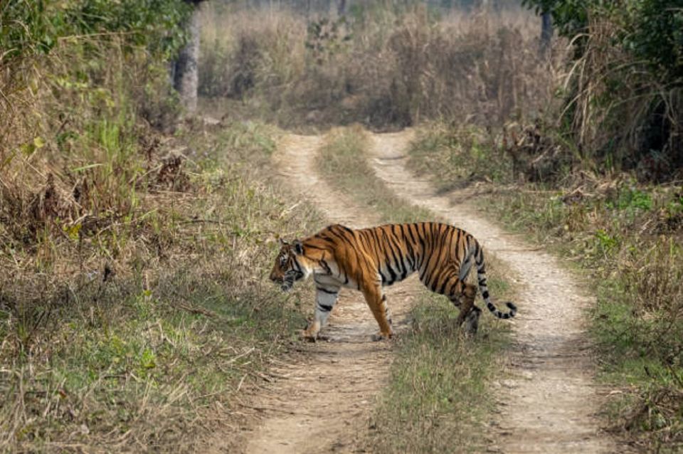 From Kathmandu: 3-Day Chitwan National Park Tour - Customer Feedback