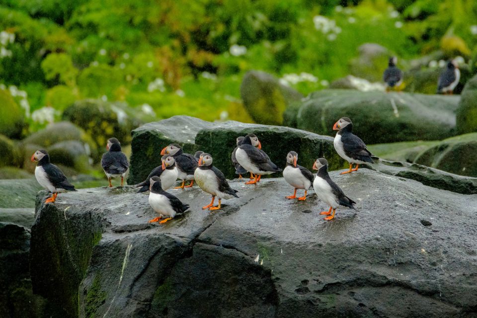 From Reykjavik: Whale Watching Tour by Speedboat - Booking Details