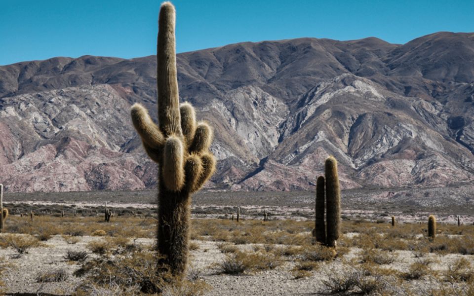 From Salta: Cachi and Los Cardones National Park Tour - Tips for Travelers