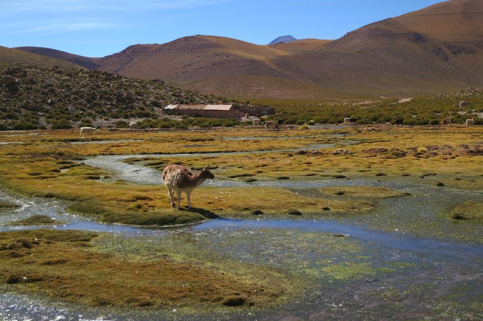 From San Pedro De Atacama: Geysers Del Tatio Half-Day Tour - Frequently Asked Questions