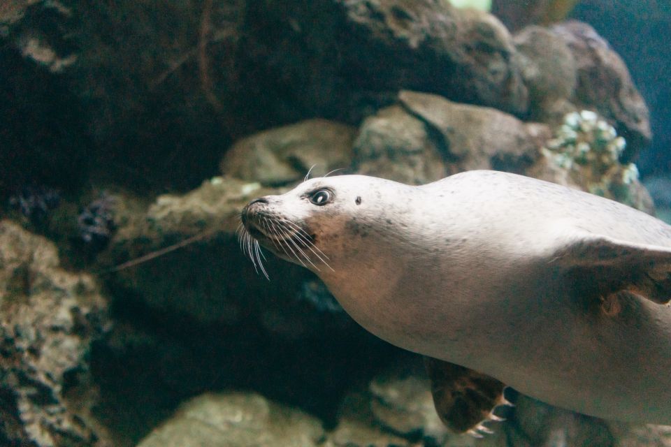 Genoa: Aquarium of Genoa With Lunch - Frequently Asked Questions