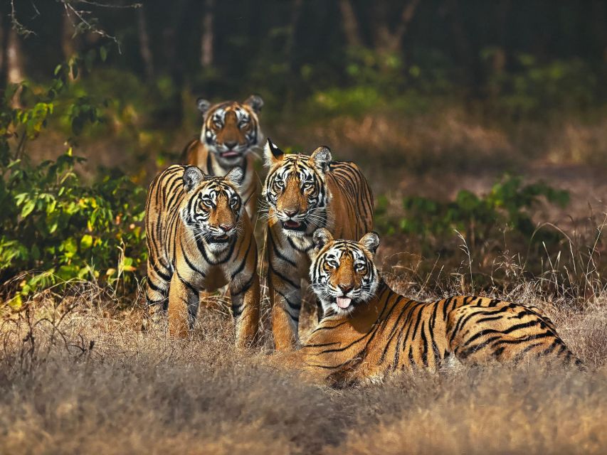 Golden Triangle Tour With Ranthambore by Car 6 Nights 7 Days - Frequently Asked Questions