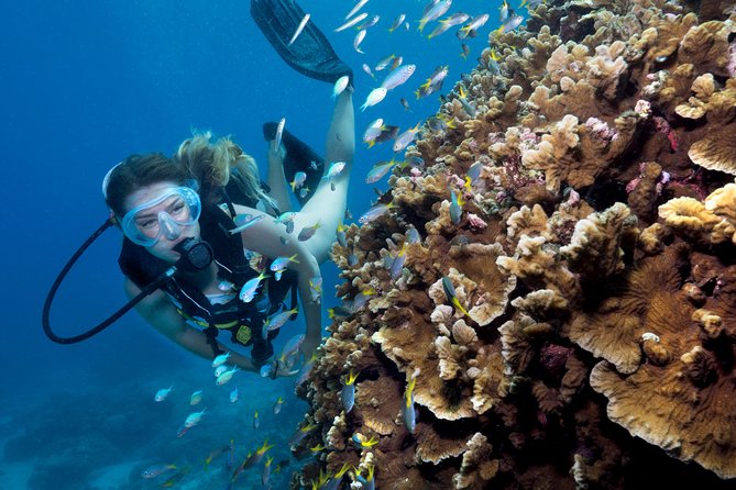 Great Barrier Reef Diving and Snorkeling Cruise From Cairns - Booking Information